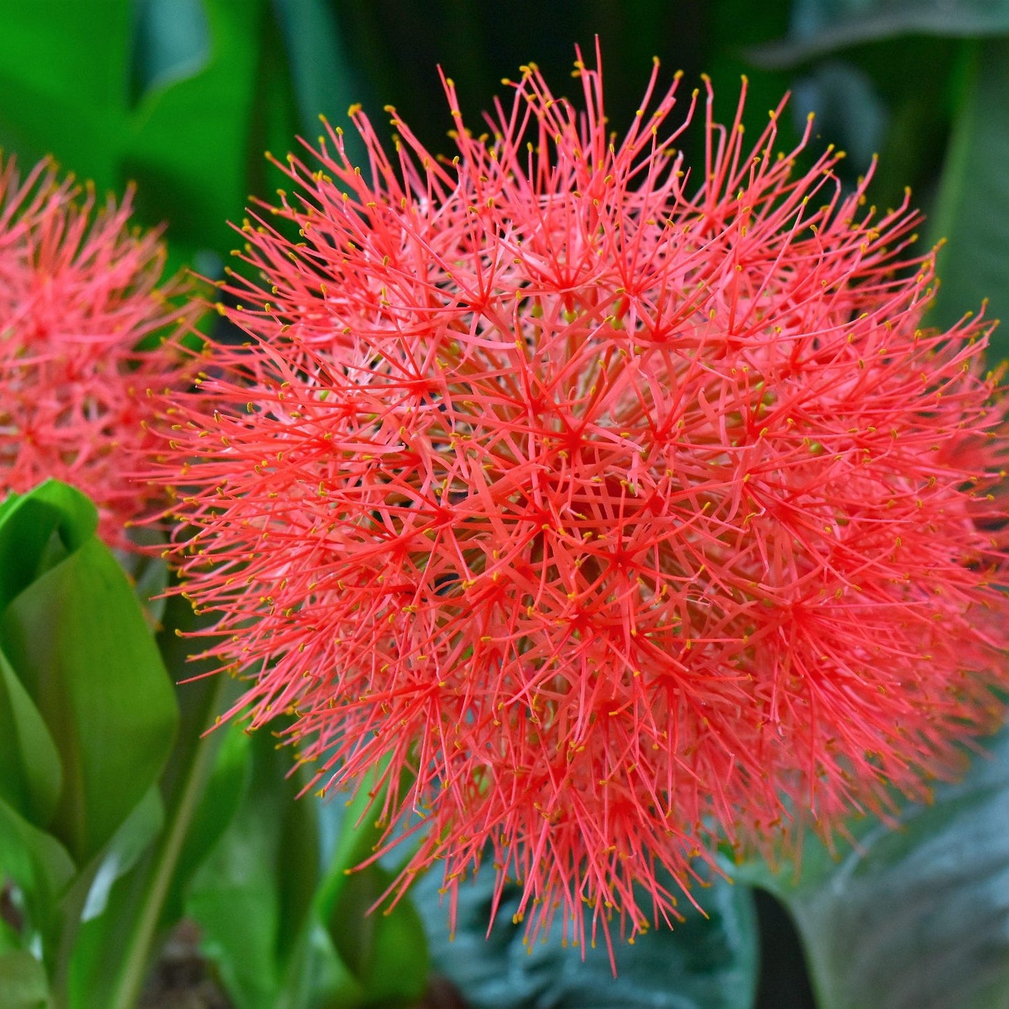 scarlet globe of flowering African Blood Lily