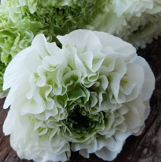 white italian ranunculus with green center