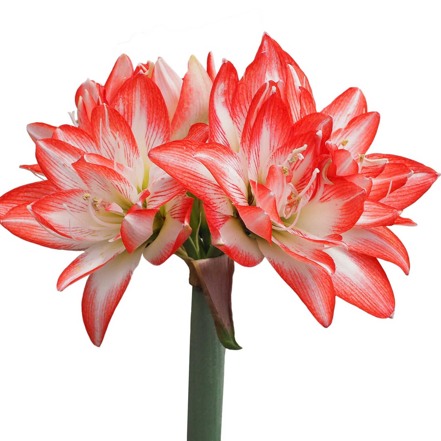 Red and White Flaming Peacock Amaryllis
