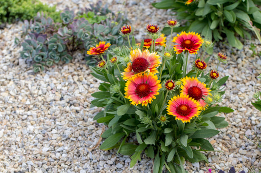 The Best Underused Drought-Tolerant Plants for a Stunning, Water-Wise Garden