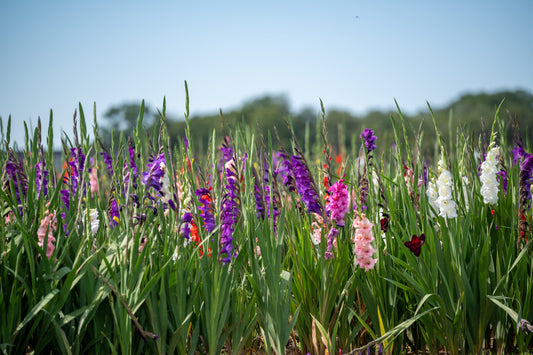 Best Tall Plants for the Garden: Add Height and Whimsy!