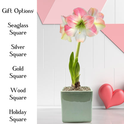 amaryllis apple blossom in a seaglass square valentines