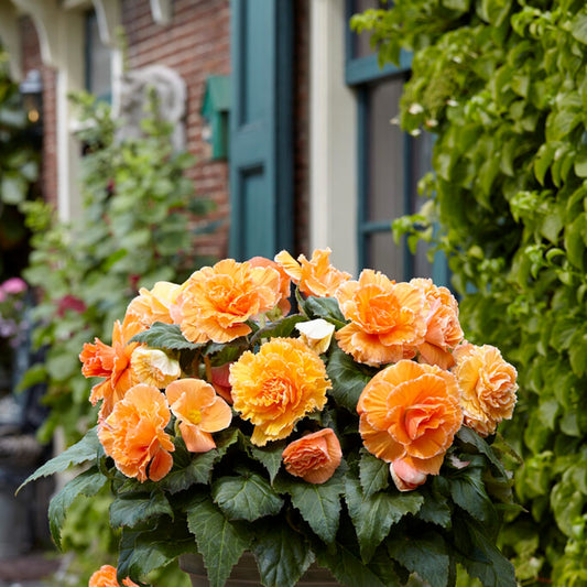 Lace Apricot - light yellow-orange blooms with a white edge