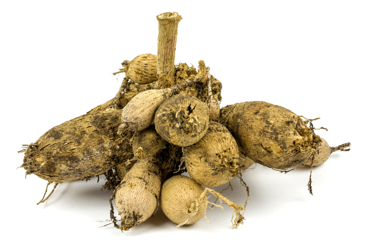 Dahlia Bareroot Tuber Clump
