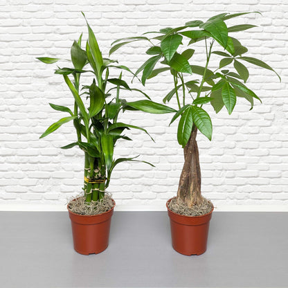 braided money tree and lucky bamboo