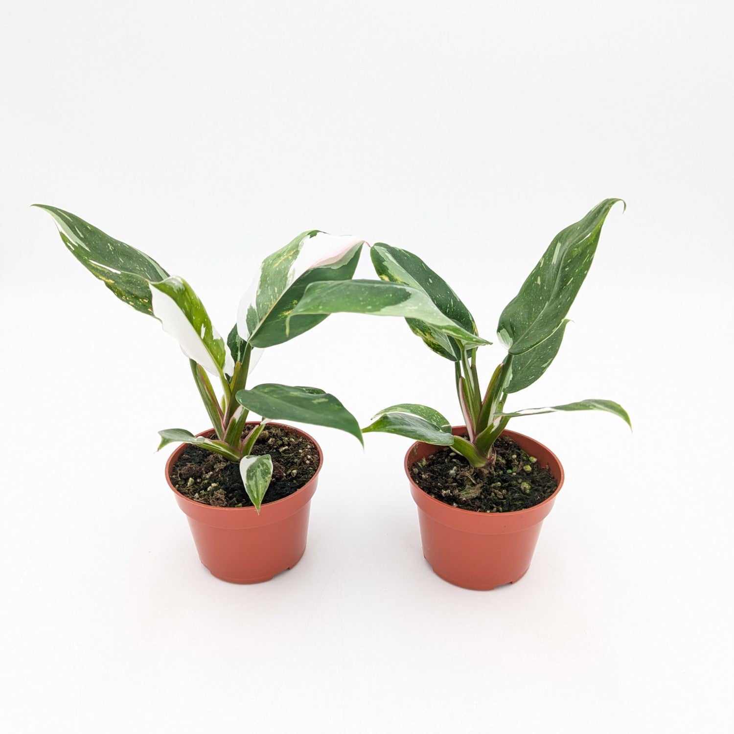 philodendron white princess in growers pots