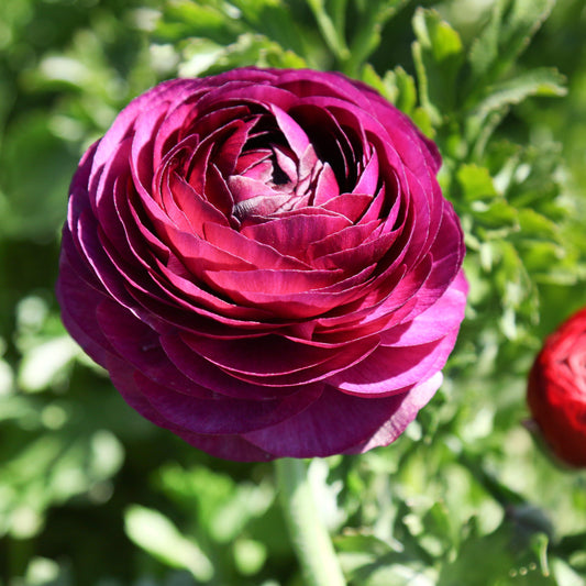 Top view Ranunculus Merlot