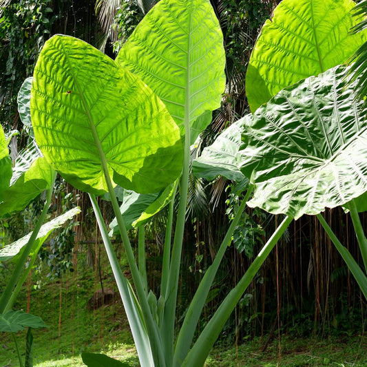 Alocasia Odora Giant Elephant Ear grows enormous, lush, upright leaves