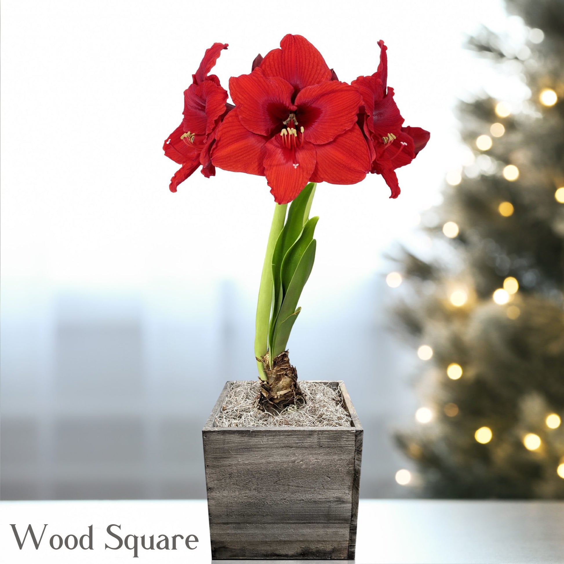 Amaryllis Ferrari blooming in a wood square planter