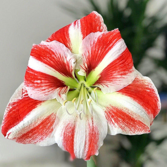 Amaryllis - Clown