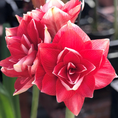 Amaryllis - Double Dream