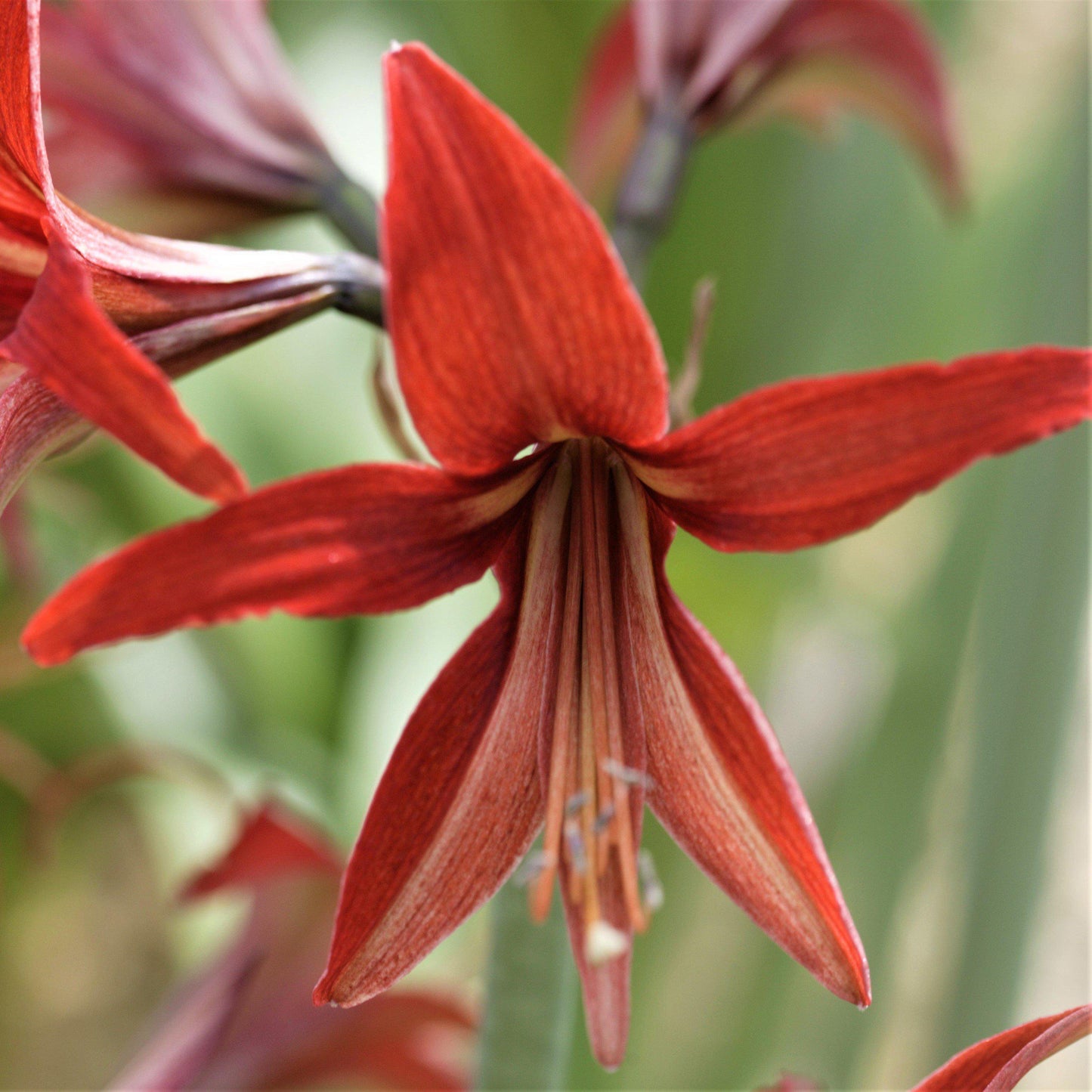 Amaryllis Sumatra - Exotic Cybister