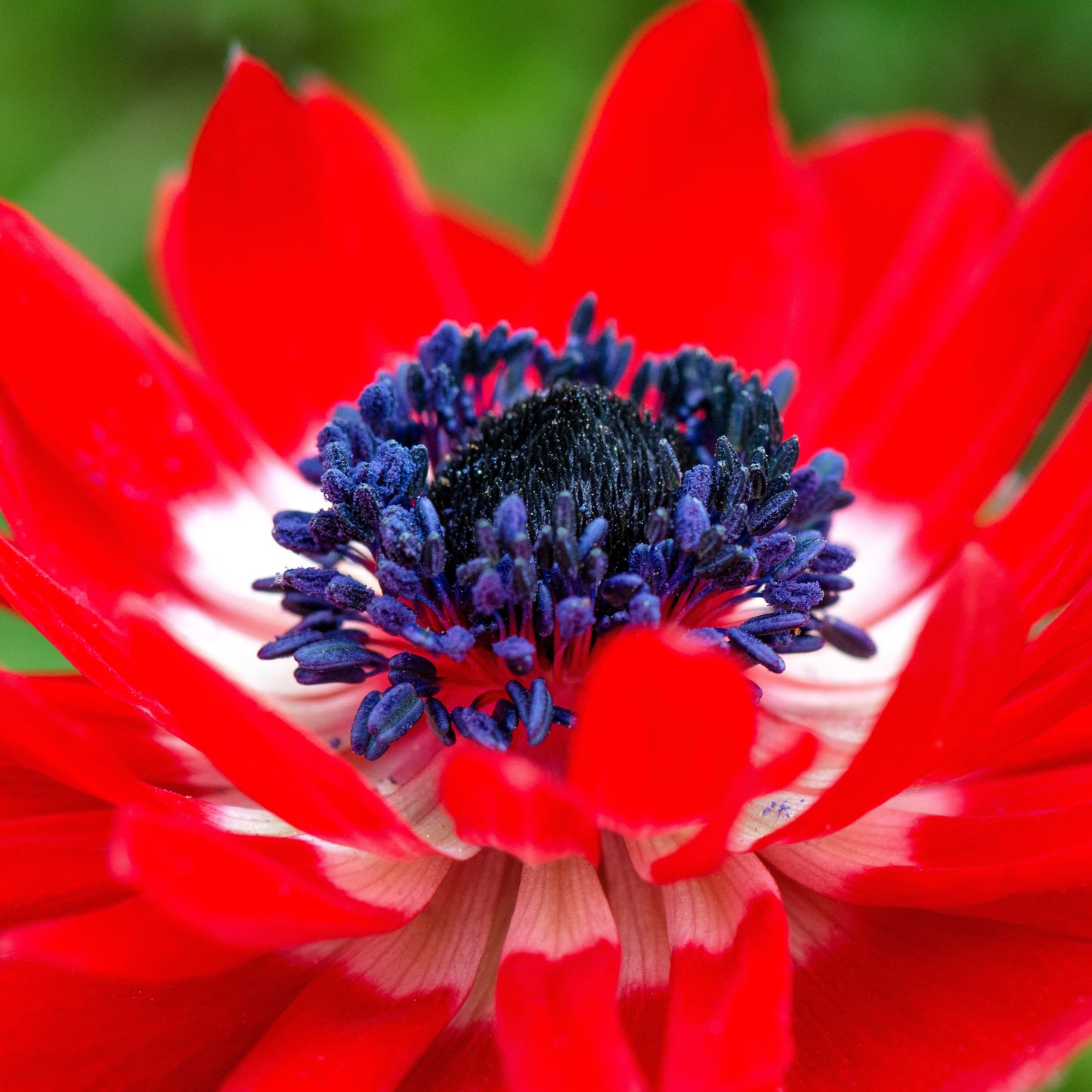 Anemone The Governor - Red Flower