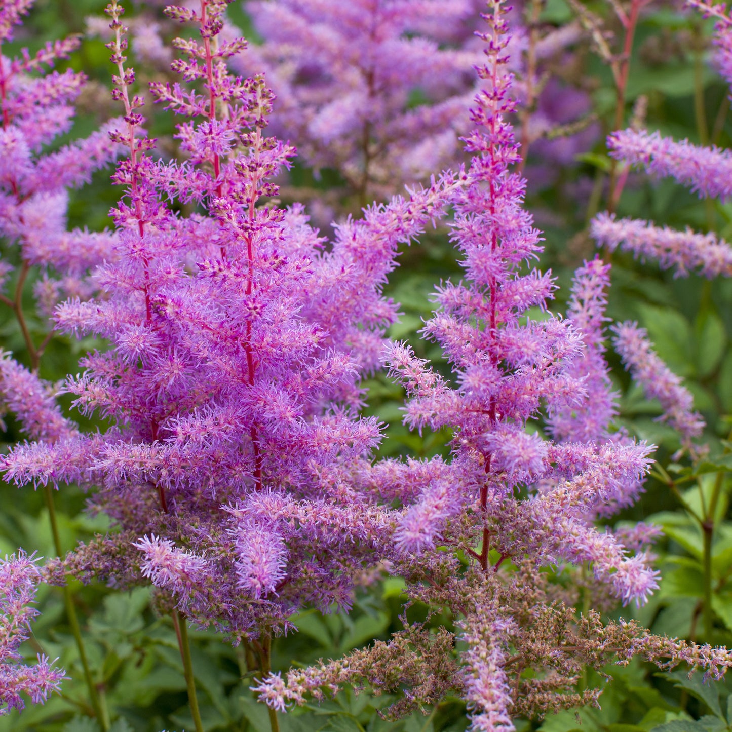 Feathery Light Purple Astilbe