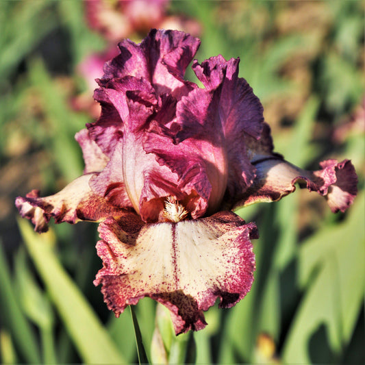 Reblooming Bearded Iris Rockstar