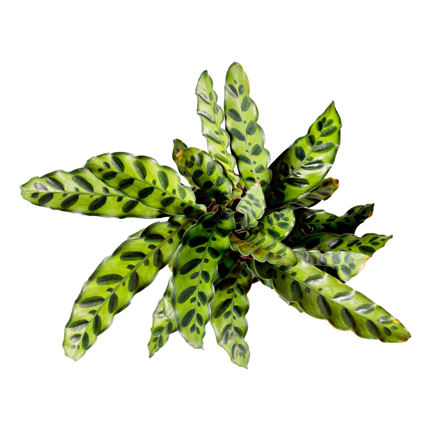 Calathea - Lancifolia Rattlesnake Houseplant