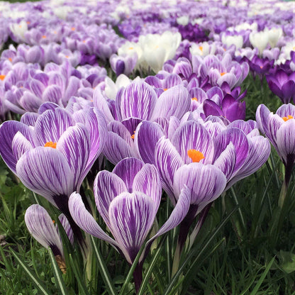 Large field of Crocus Vernus King of the Striped