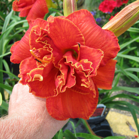 Daylily - Moses Fire