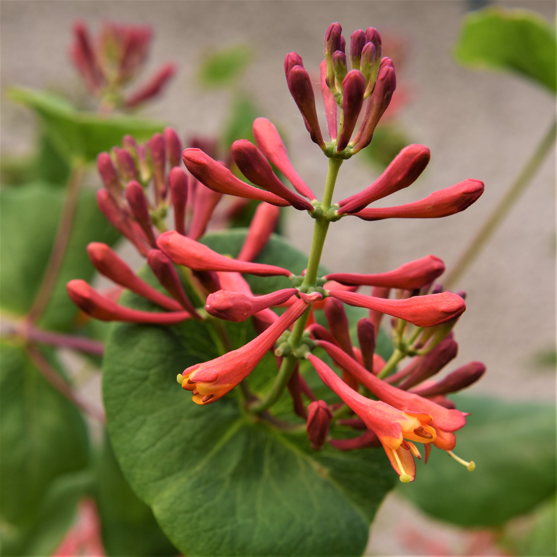 Eye-catching Fiery Blooms of the Dropmore Scarlet Honeysuckle 