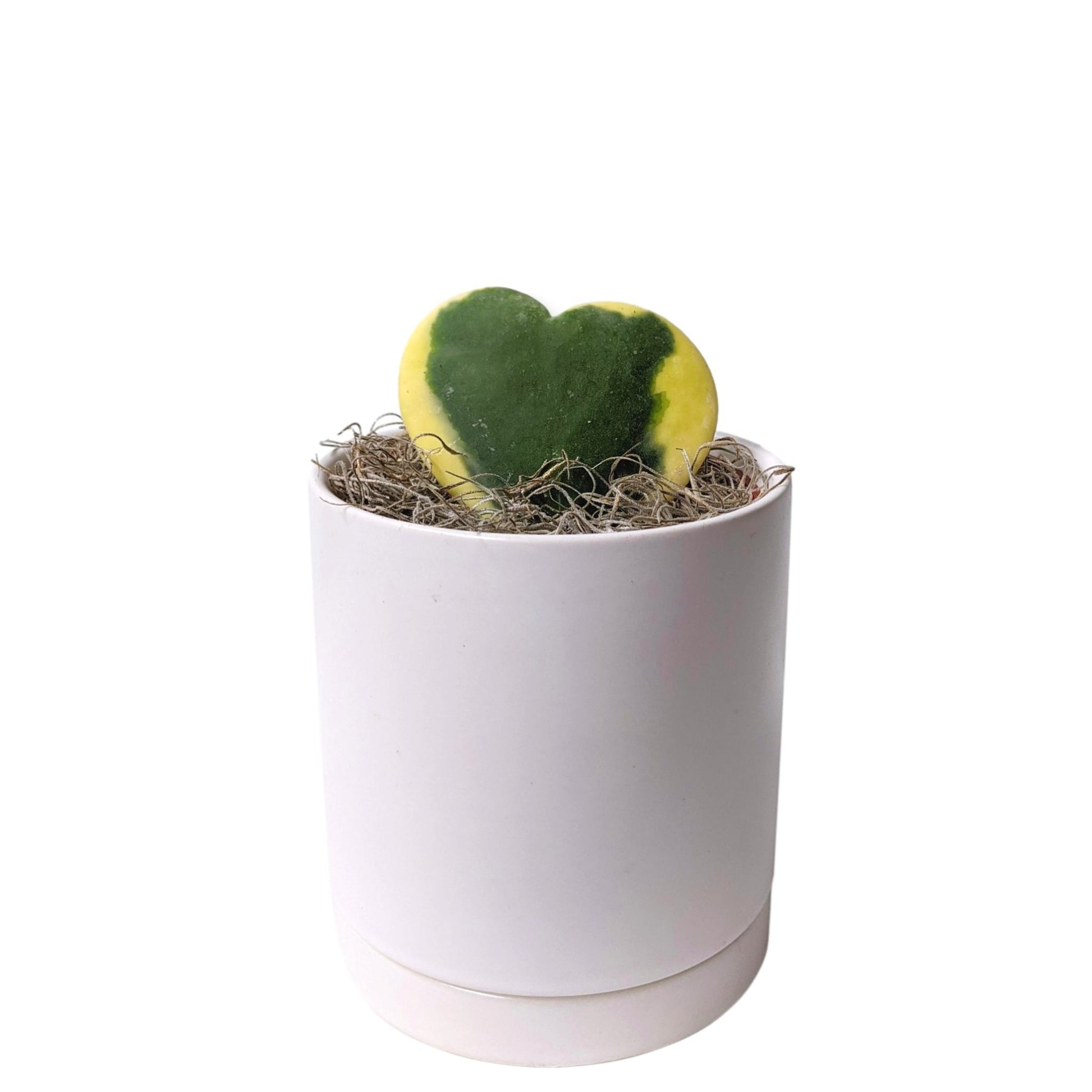 hoya heart houseplant in a white pot