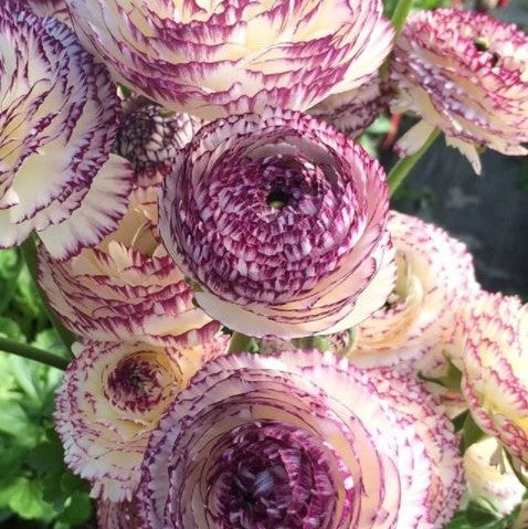 Italian Ranunculus - Elegance Bianco Striato