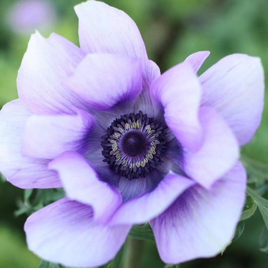 Purple Italian Anemone Bulbs For Sale | Mistral Azzurro