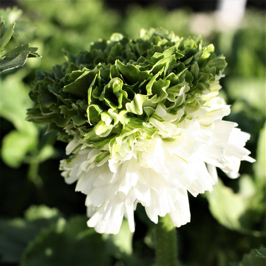 White and Green Elegance Bianco Festival  Italian Ranunculus Bloom