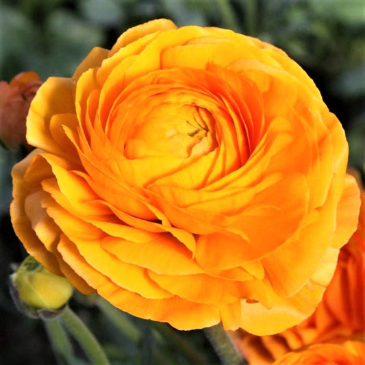Lovely Orange Italian Ranunculus Elegance Clementine