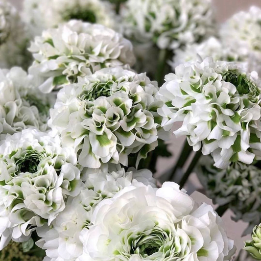 igloo italian ranunculus blooms