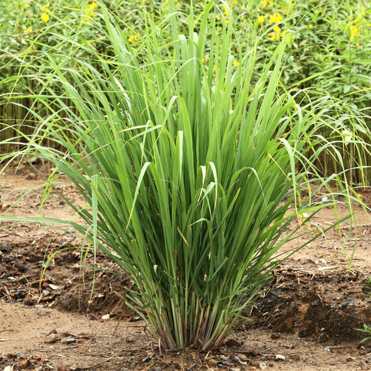 Lemongrass plant