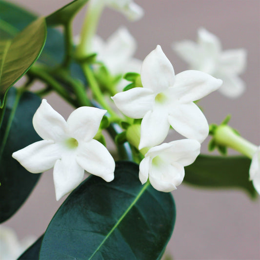 Stephanotis Vine flowers