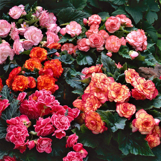 Hanging Basket Picotee Mix Begonias