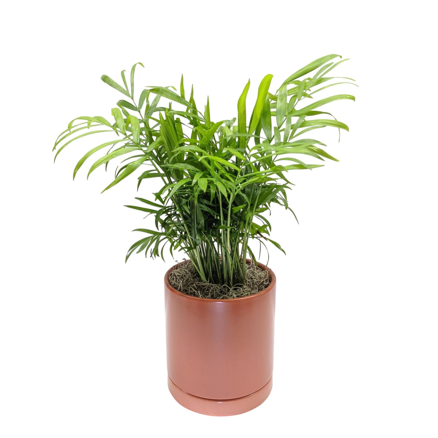 Parlor Palm Houseplant
