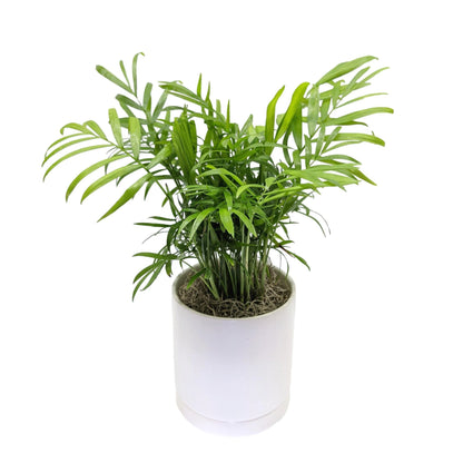Parlor Palm Houseplant
