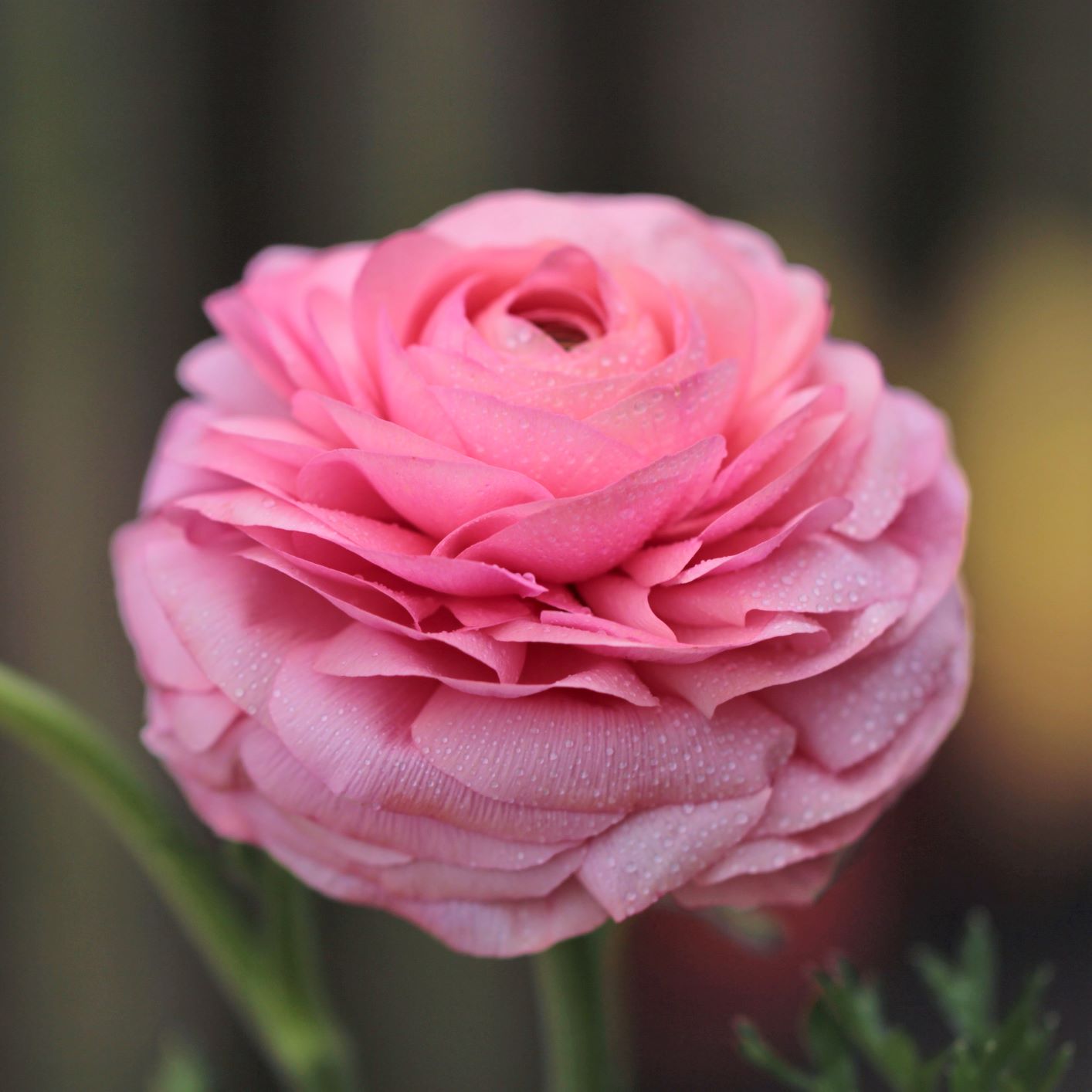 Ranunculus - Tecolote Tropical Sunset Collection