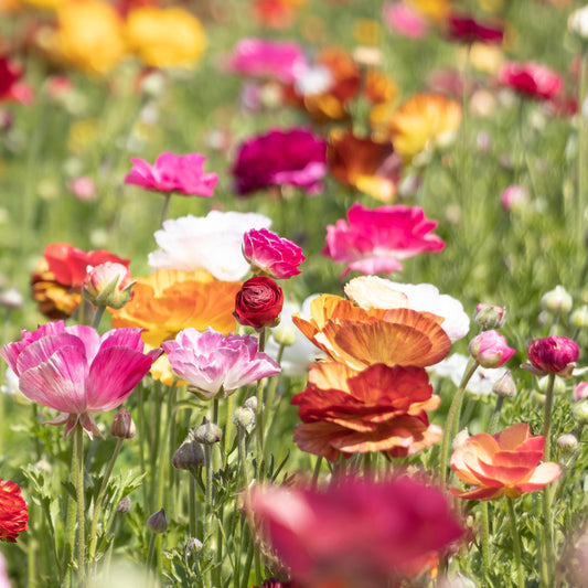 Ranunculus - Tecolote Picotee Mix