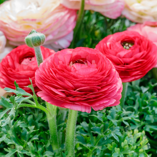 Rose Pink Ranunculus in Garden