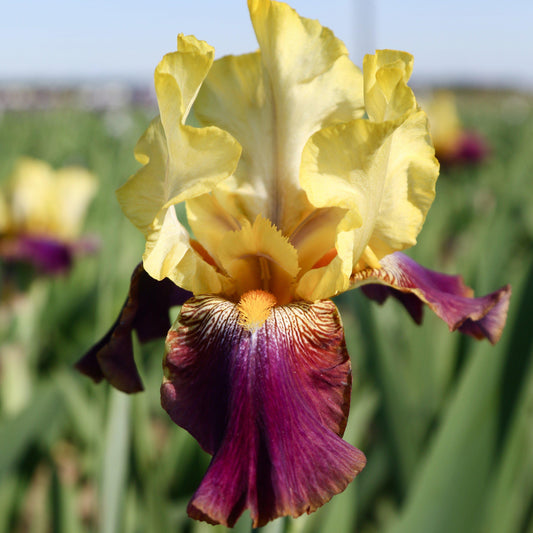 Reblooming Bearded Iris Blatant