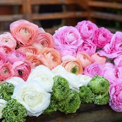 Pretty Pastel Italian Ranunculus Sherbet Mix