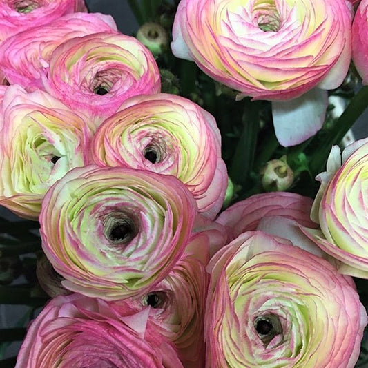 Bicolor Italian Ranunculus Success Felicidade