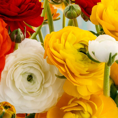 Orange, Yellow, and White Ranunculus Blooms