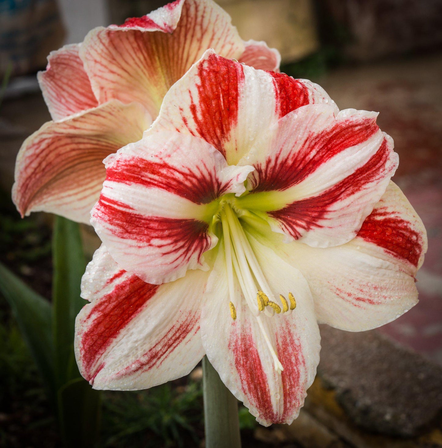 Amaryllis - Clown
