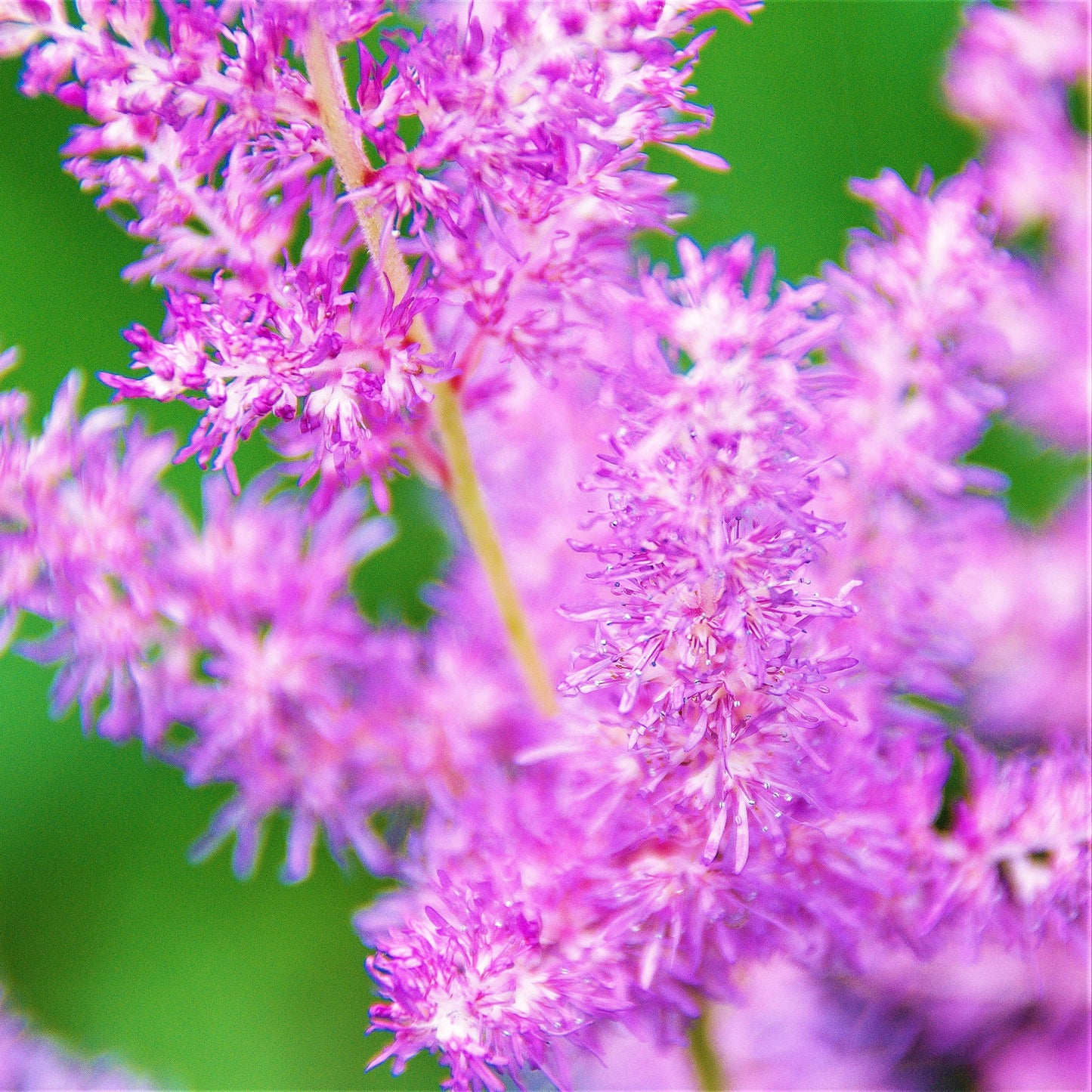 Up-Close Astilbe Purple Lance