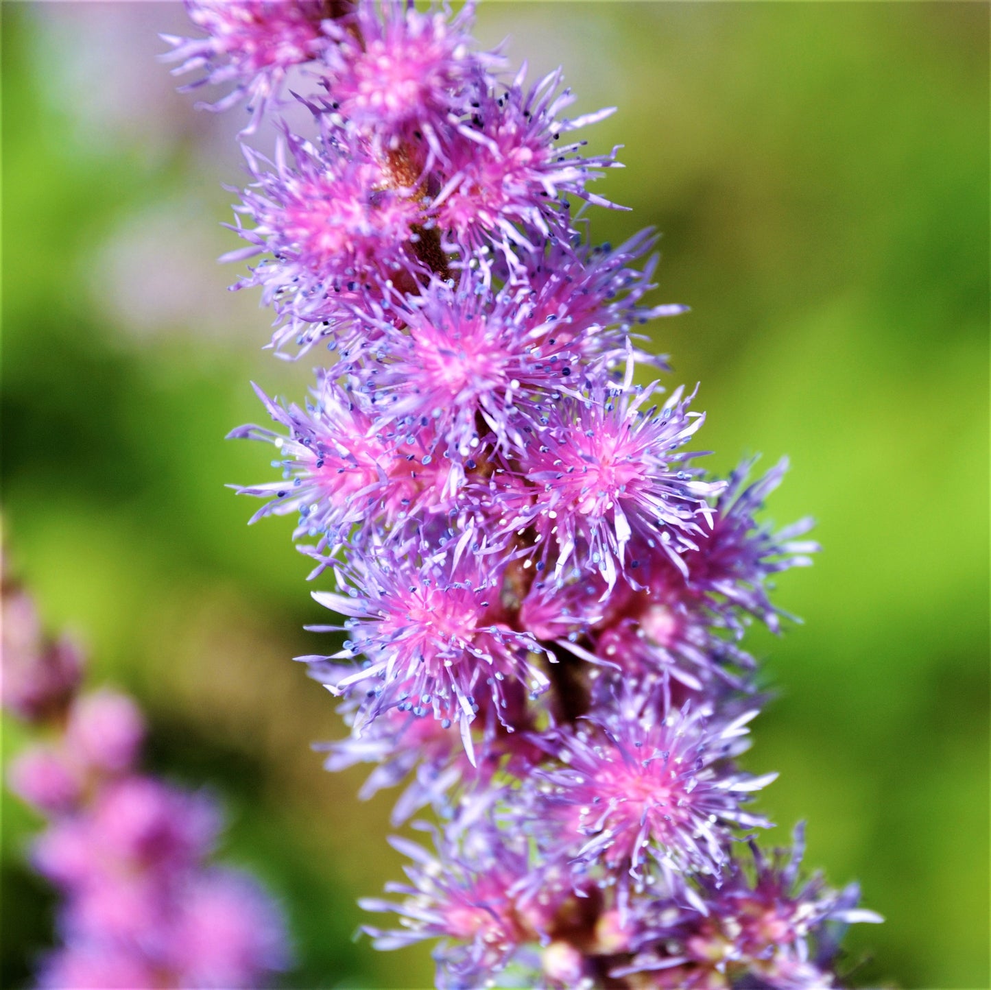 Magenta and Purple Astilbe Blooms